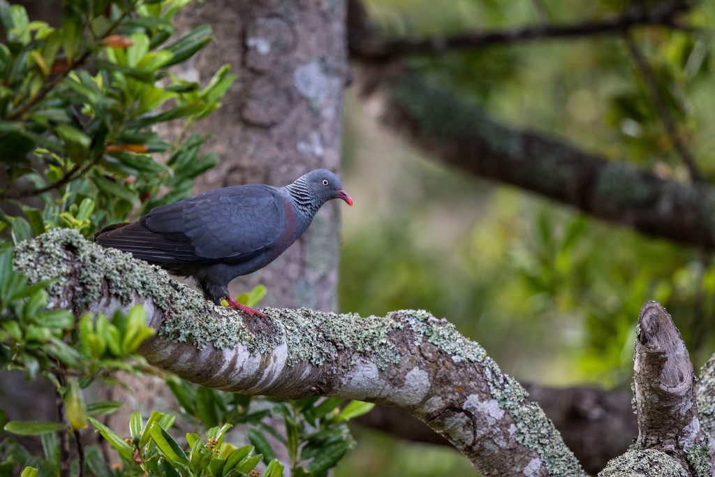 O pombo-da-madeira ou pombo-torcaz (Columba palumbus L.) ERIK WAHLGREN/SPEA