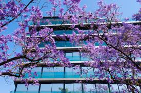 Jacarandas em Lisboa.